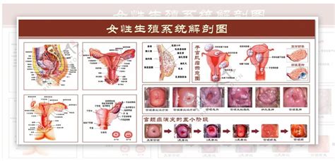 女人的阴|女性生殖器官解剖图